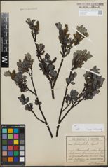 Foto von Salix glabra Scop.